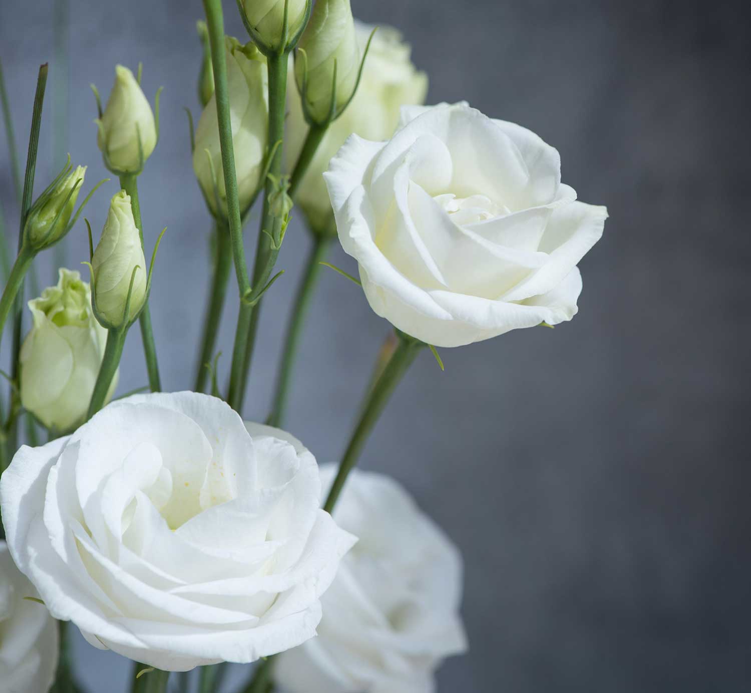 Des fleurs pour apporter du réconfort – Fleurs Imagine